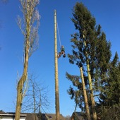 MW Gartenbau in Bergisch Gladbach: Baumfällung